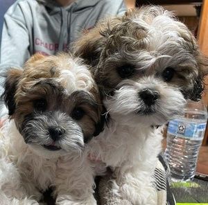 Meet your Posher, Michaelle